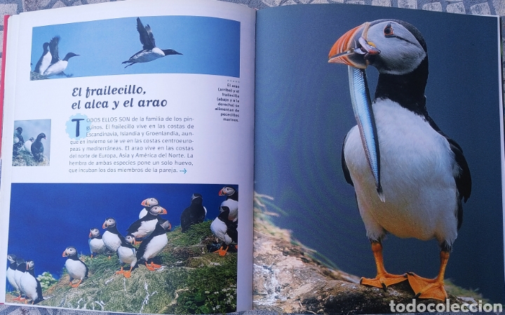 Libros: Libro, 250 curiosidades sobre los animales - Foto 5