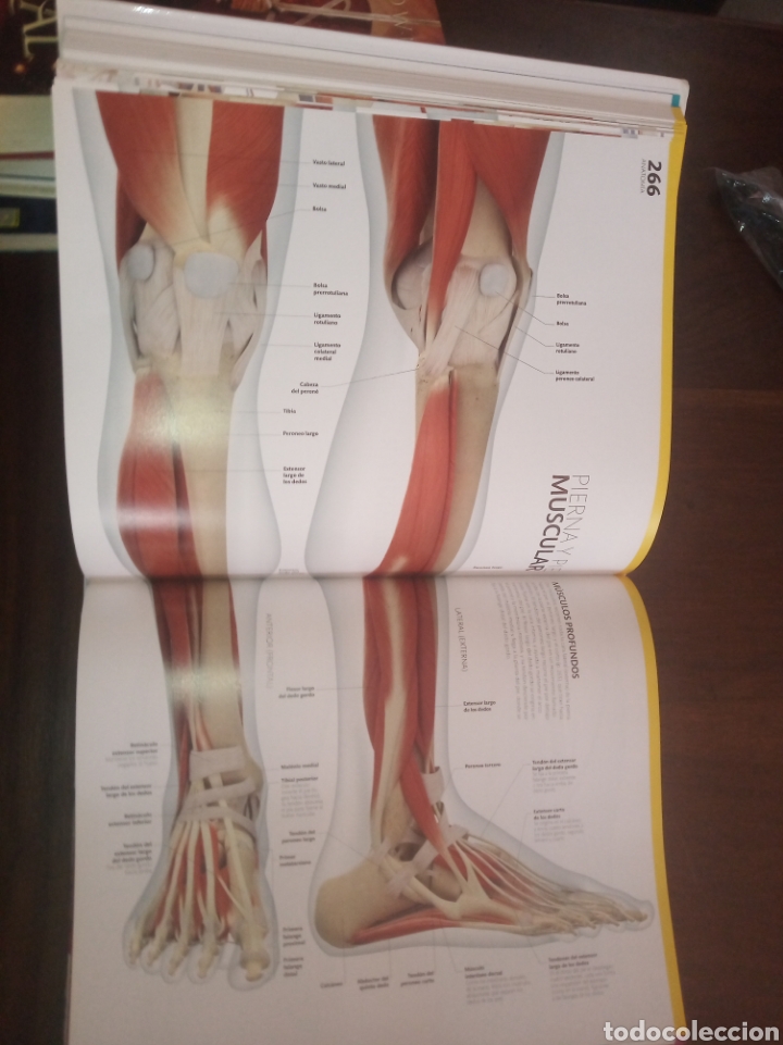 Libros: El gran libro del cuerpo humano.La gu&iacute;a visual definitiva - Foto 3