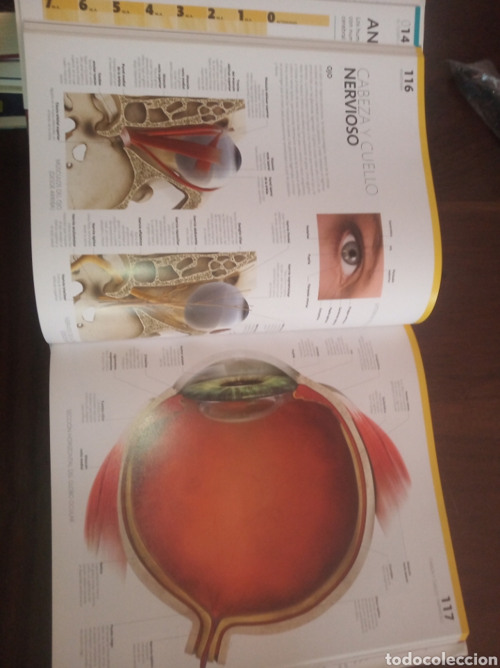 Libros: El gran libro del cuerpo humano.La gu&iacute;a visual definitiva - Foto 4
