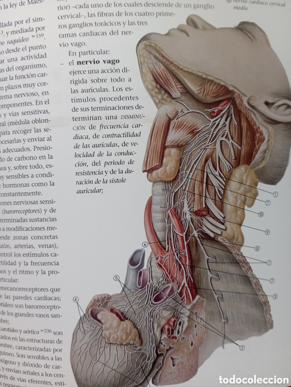 Libros: Fisiolog&iacute;a Humana - Foto 4