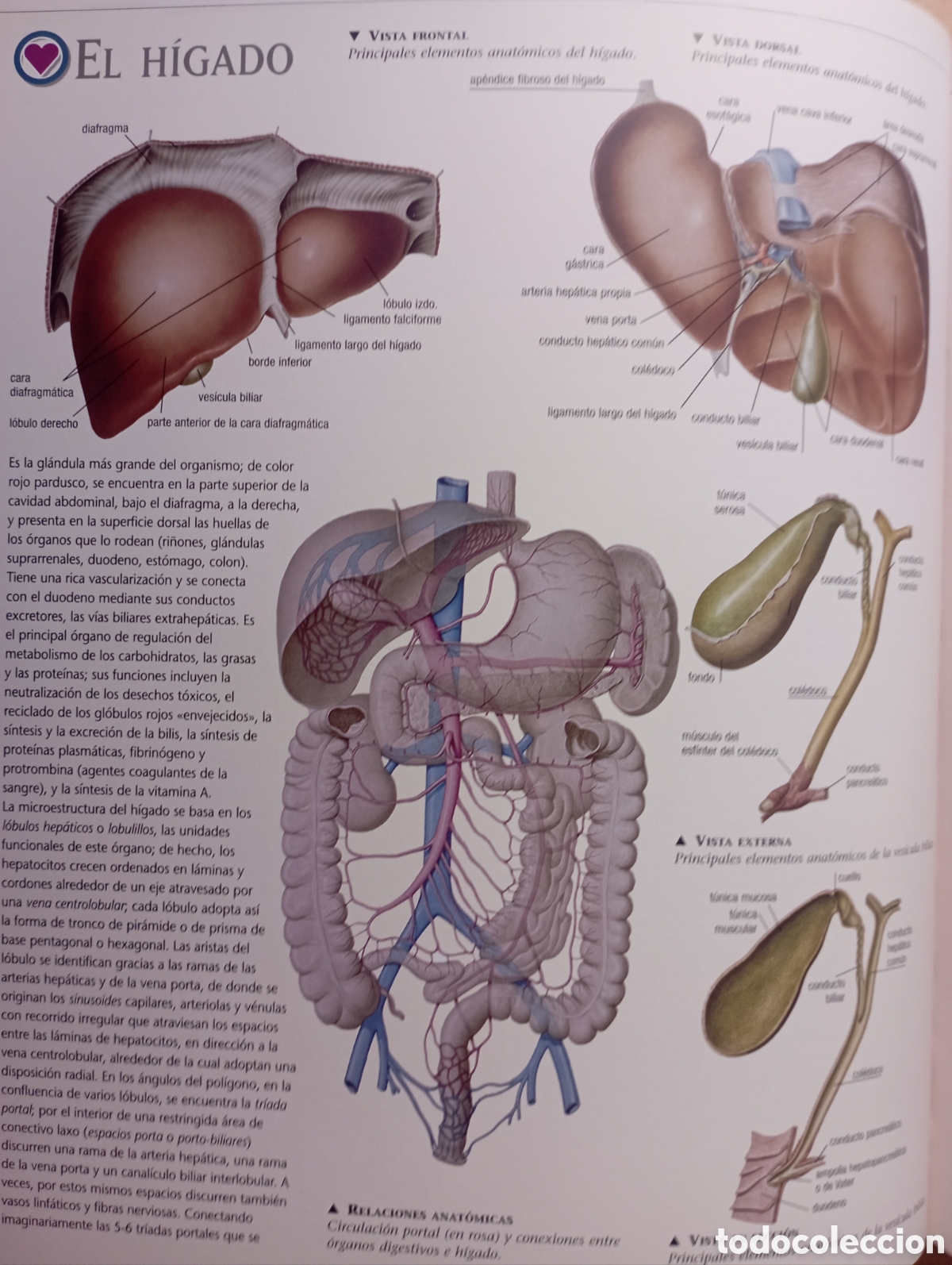Libros: Fisiolog&iacute;a Humana - Foto 5