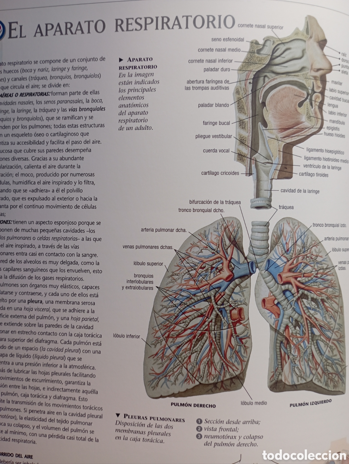 Libros: Fisiolog&iacute;a Humana - Foto 7