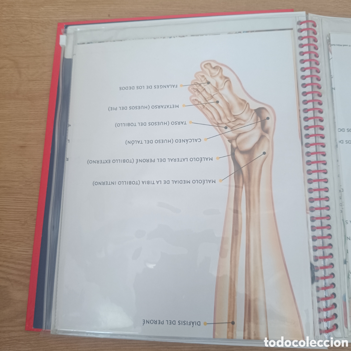 Libros: El Cuerpo Humano Libro de Fichas - Foto 2