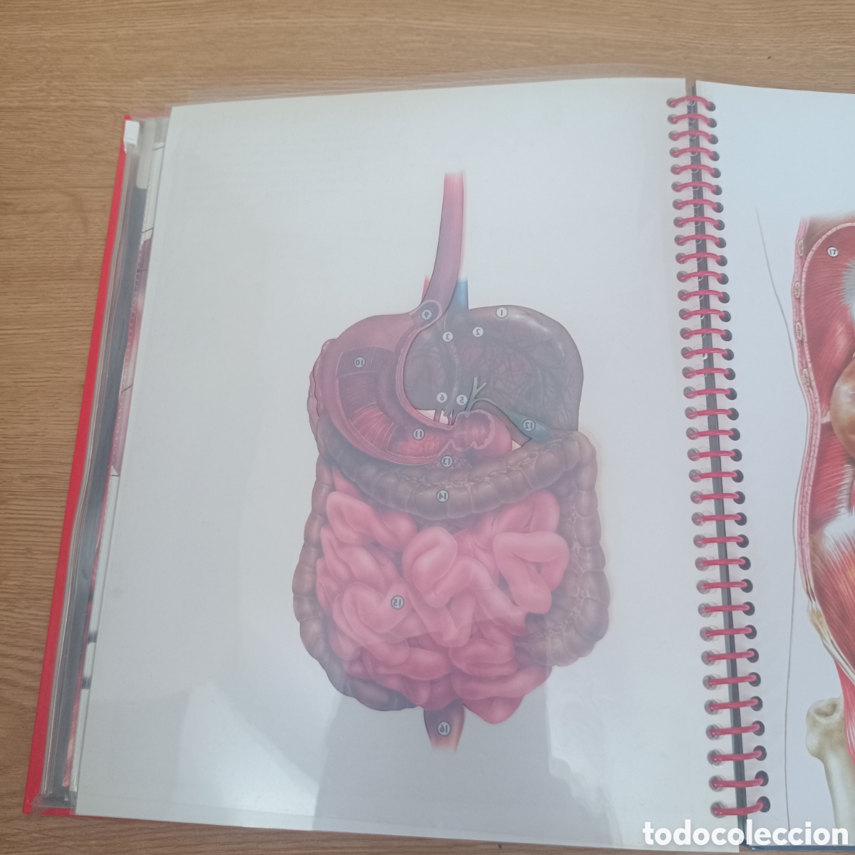 Libros: El Cuerpo Humano Libro de Fichas - Foto 4