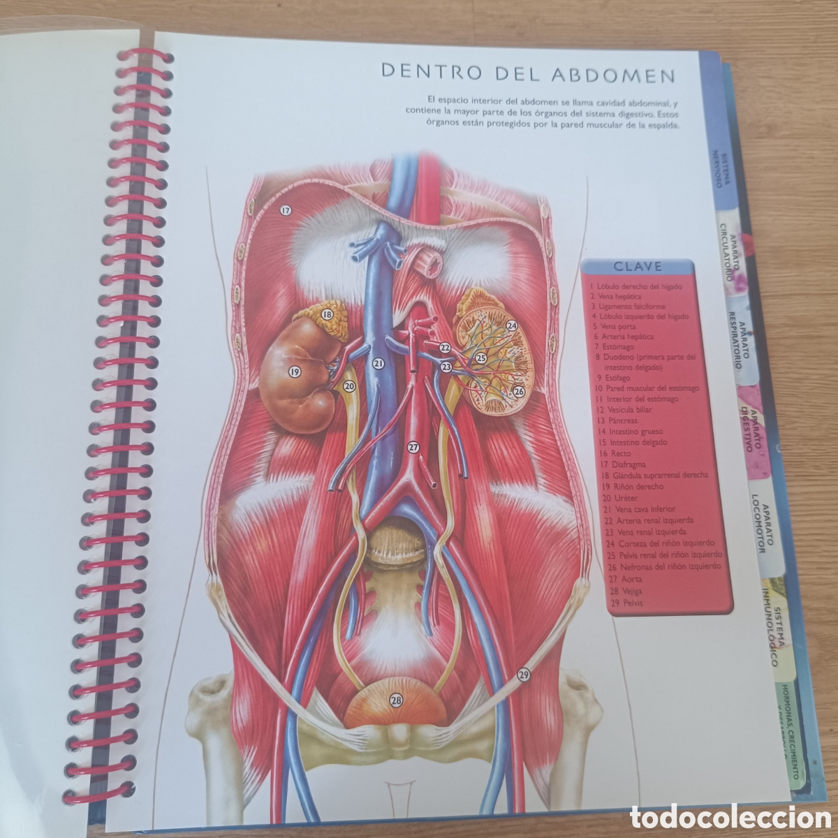 Libros: El Cuerpo Humano Libro de Fichas - Foto 5