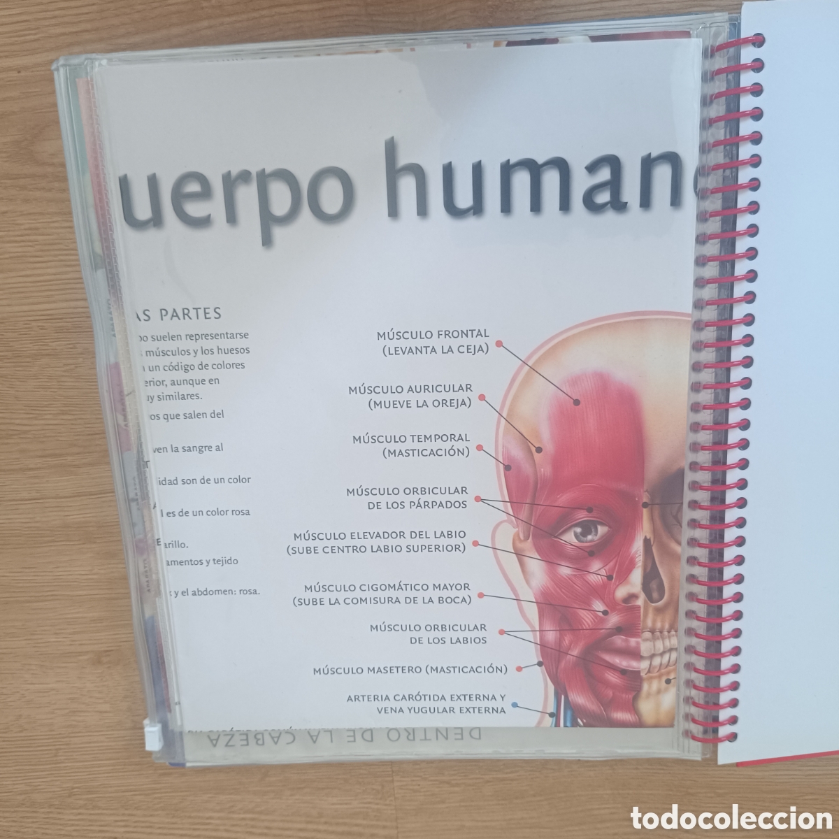 Libros: El Cuerpo Humano Libro de Fichas - Foto 7