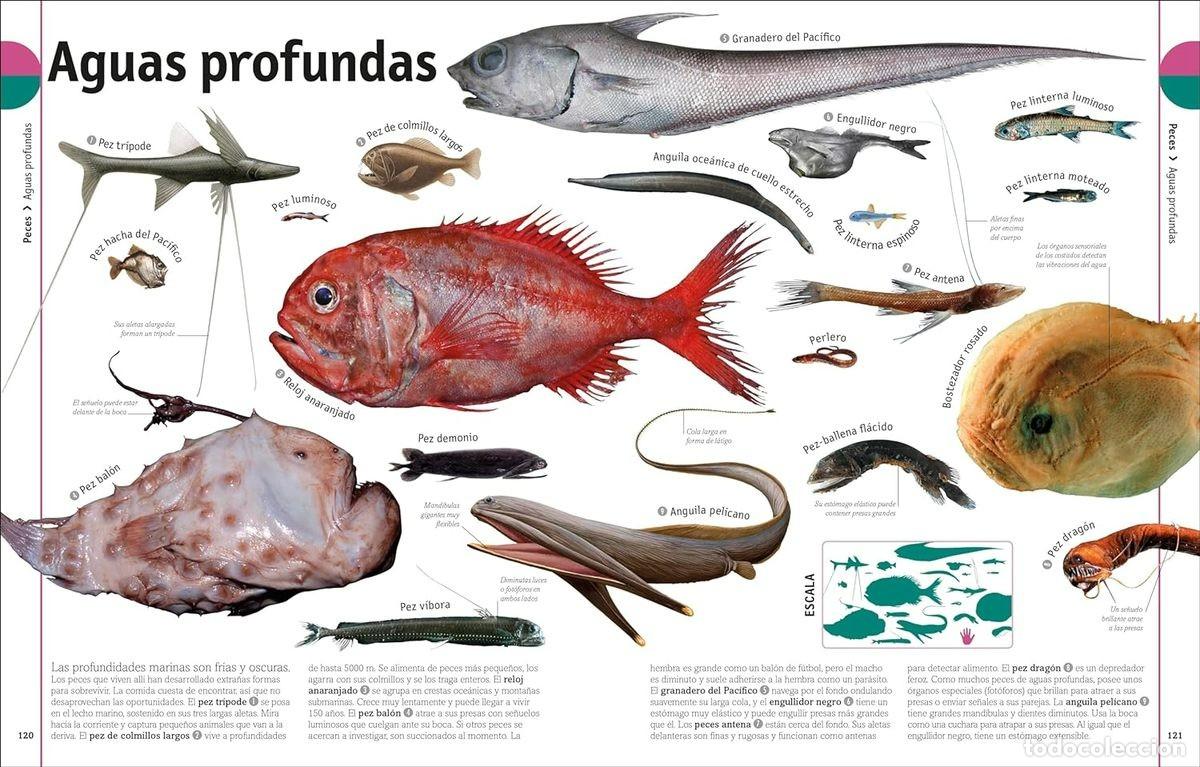 Libros: EL LIBRO DE LOS ANIMALES - Foto 4