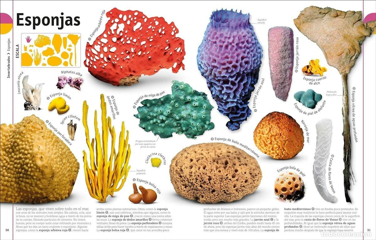 Libros: EL LIBRO DE LOS ANIMALES - Foto 5