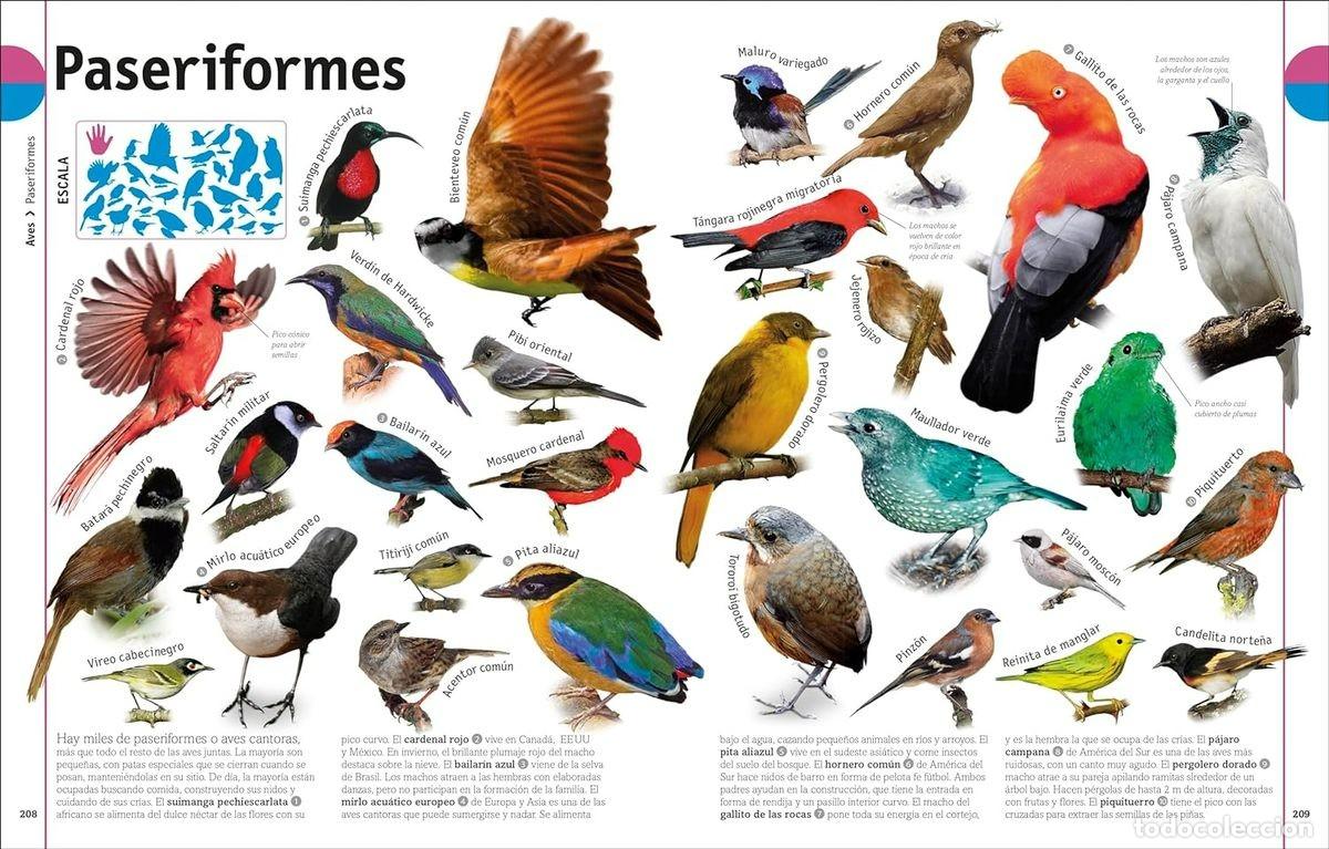 Libros: EL LIBRO DE LOS ANIMALES - Foto 7