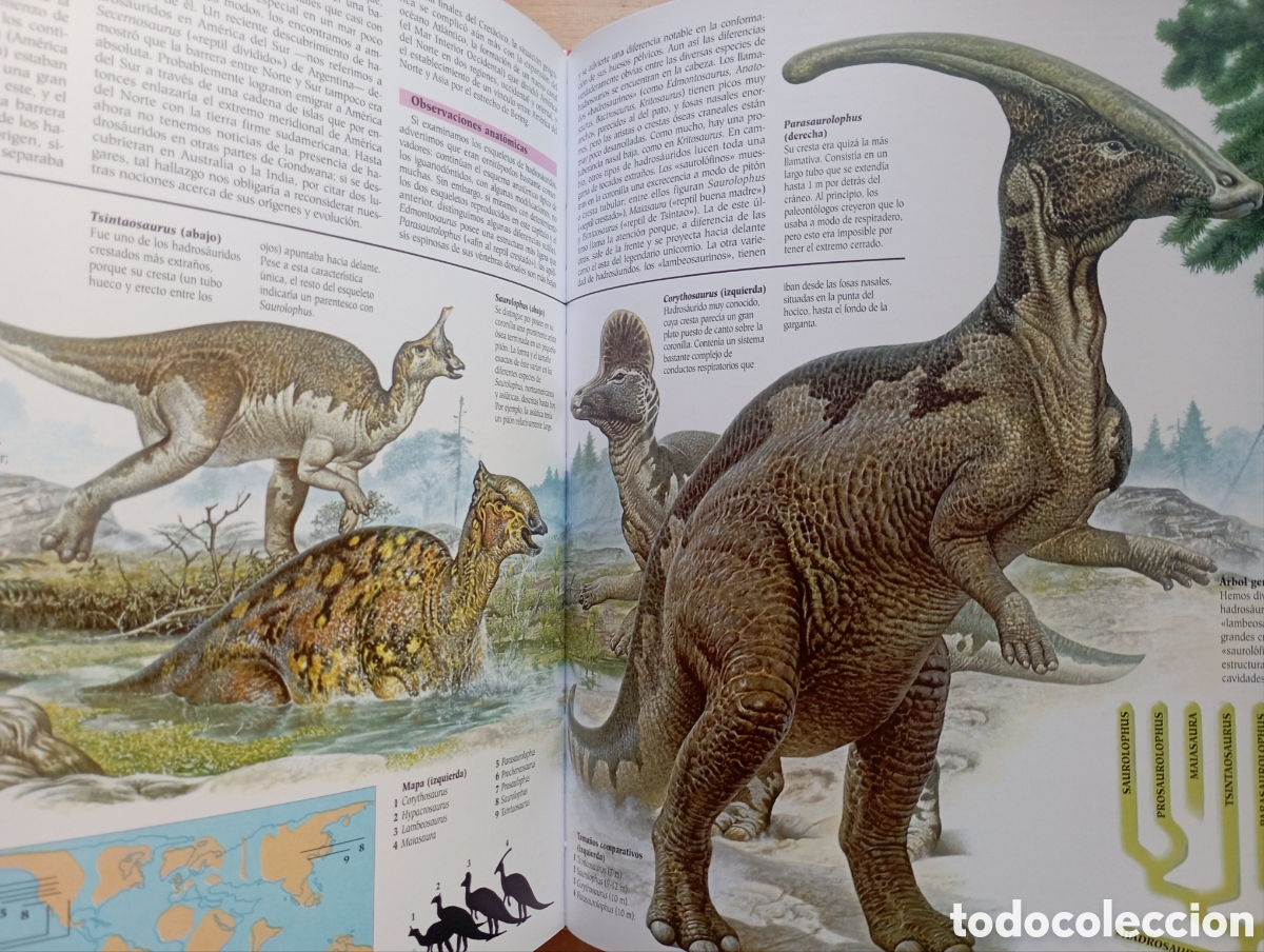Libros: Los Dinosaurios, editorial Susaeta - Foto 4