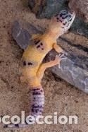 Libros: Climbing Leopard Gecko Journal: 150 Page Lined Notebook/Diary - Image, Cool - Foto 1