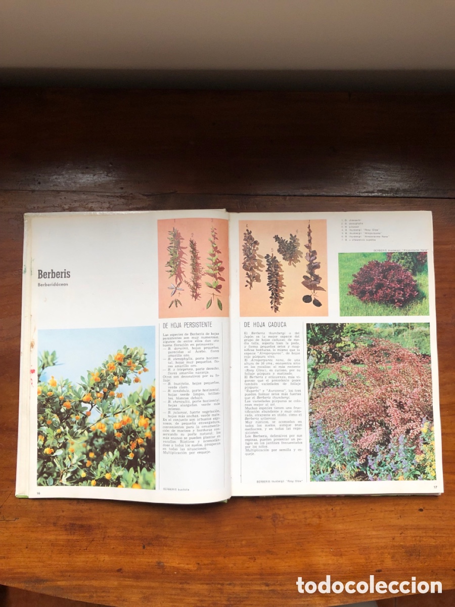 Libros: Libro arbustos de ornamento - Foto 3