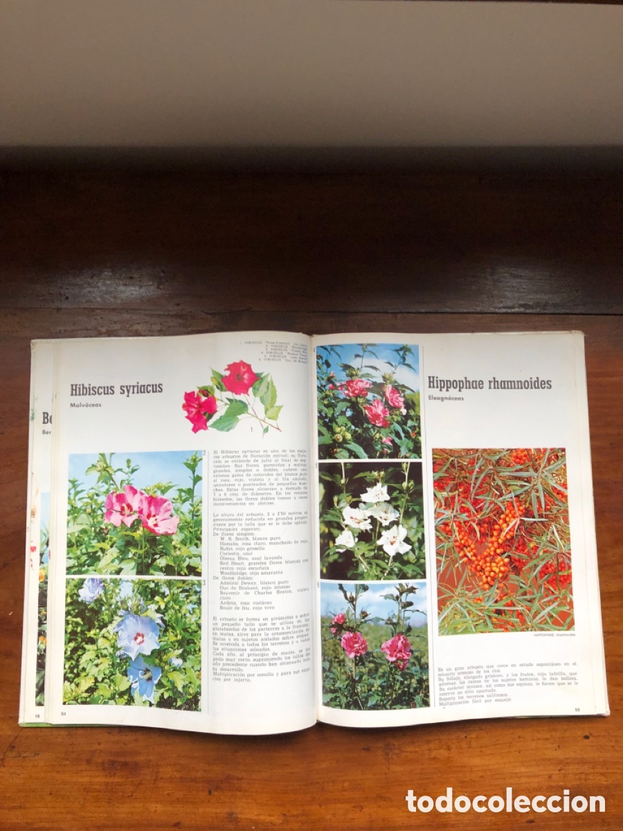 Libros: Libro arbustos de ornamento - Foto 4