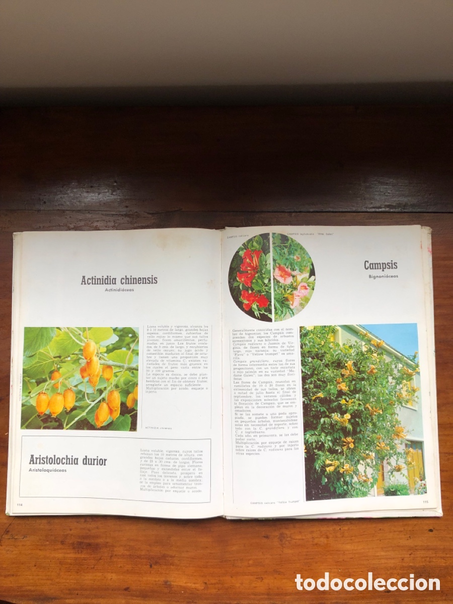 Libros: Libro arbustos de ornamento - Foto 6