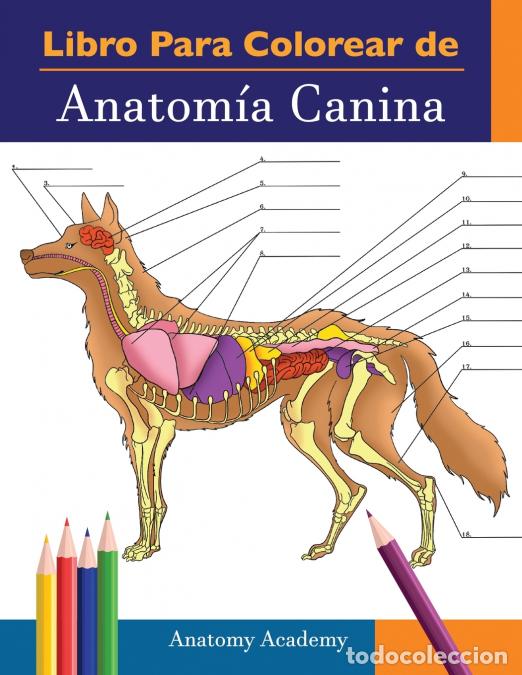 B&uuml;cher: Libro para colorear de Anatom&iacute;a Canina - Libro de Colores de Autoevaluaci&oacute;n Muy Detallado de Anatom&iacute;