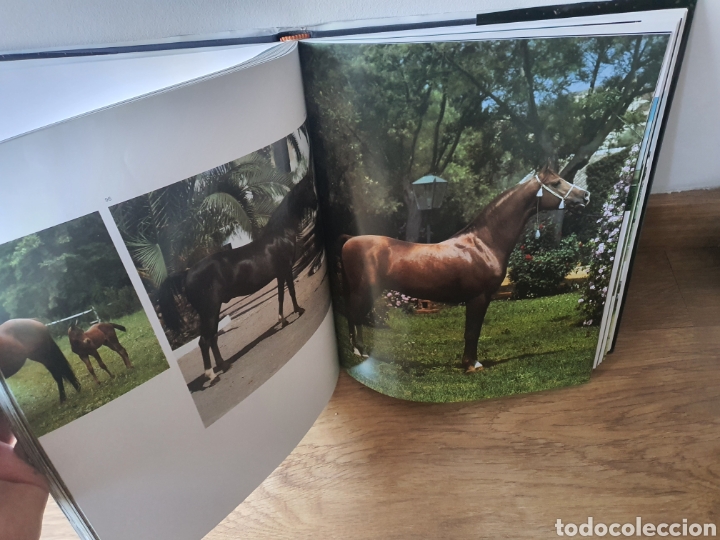 Libros: Libro caballo en Espa&ntilde;a de lunwerg - Foto 7