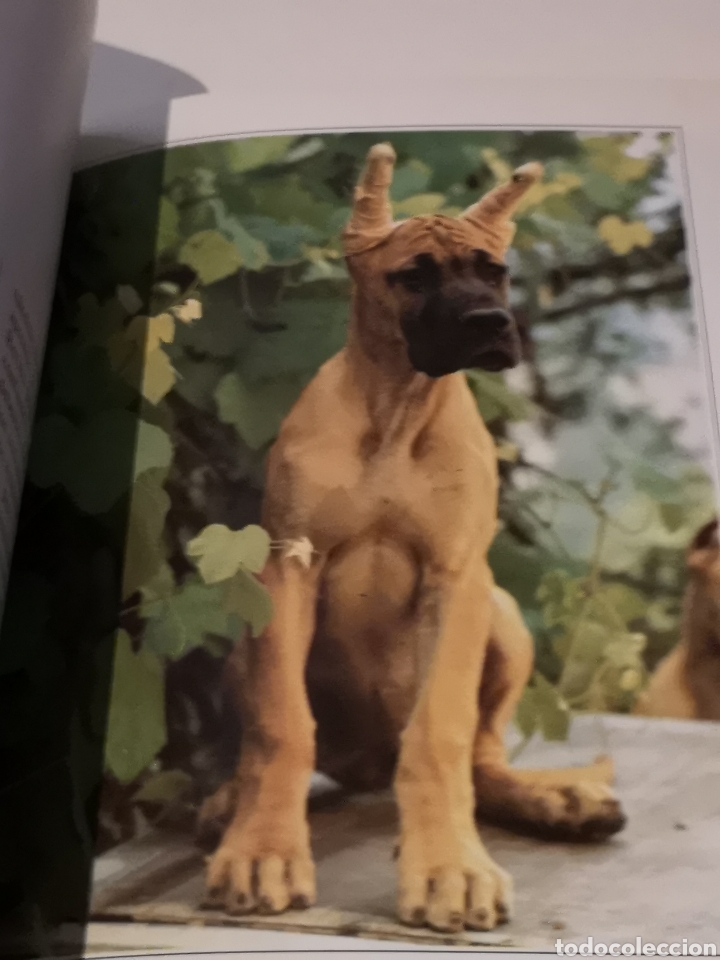 Libros: El Dogo Alem&aacute;n Perros de Raza - Foto 3