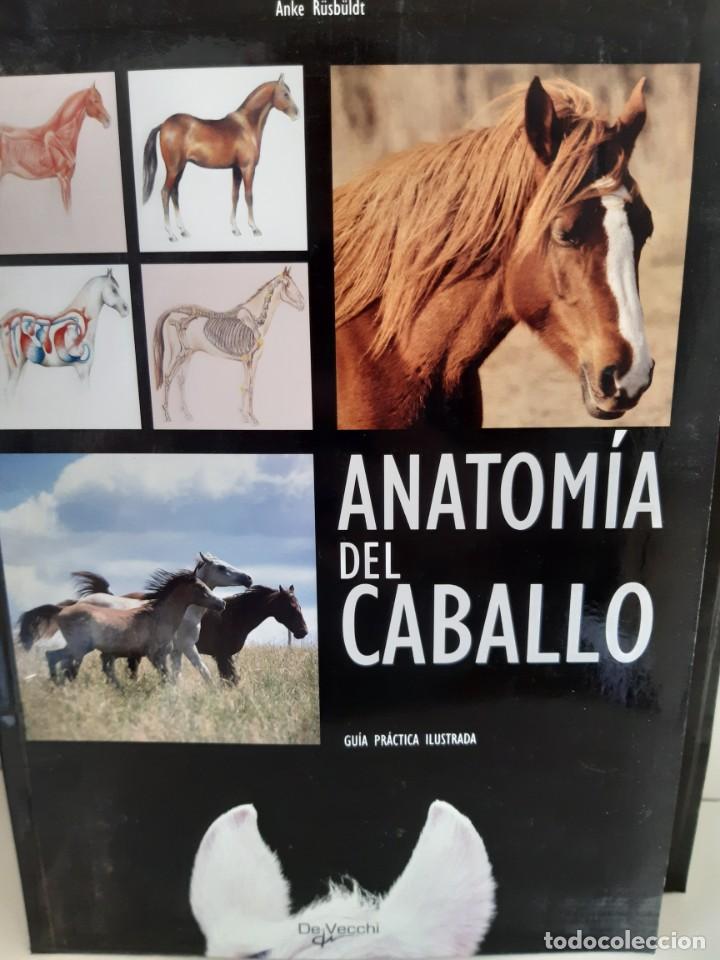 Libros: ANATOMIA DEL CABALLO - Foto 1