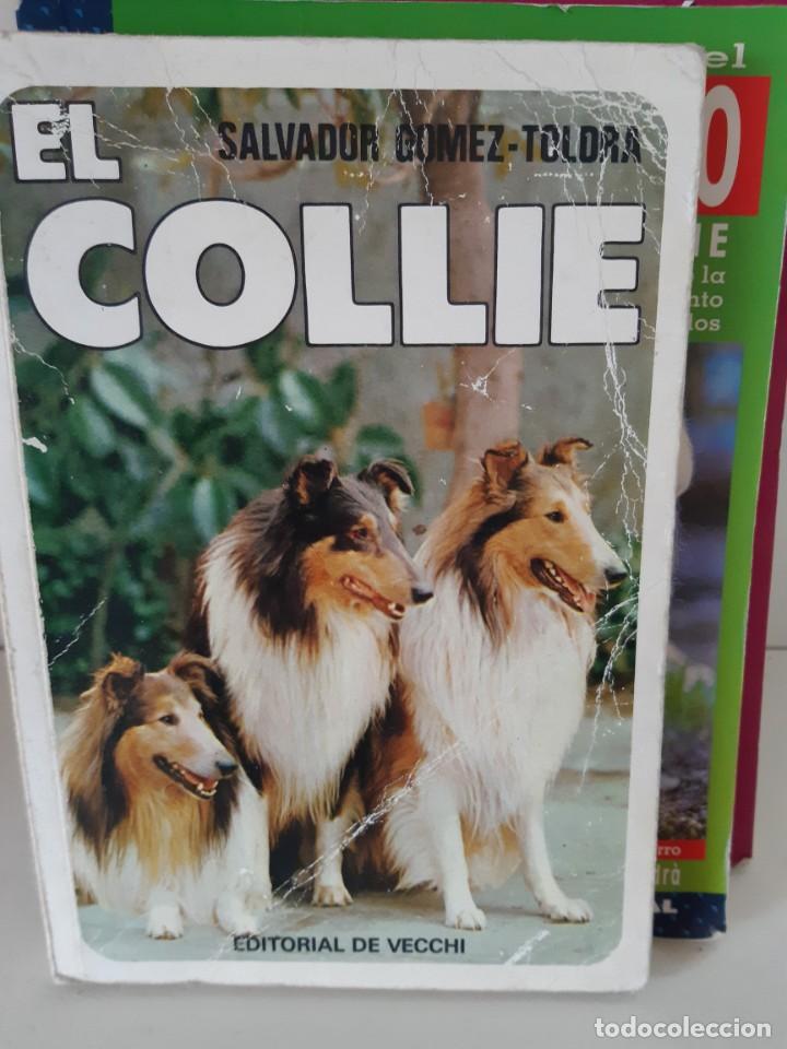 Libros: EL COLLIE - Foto 1