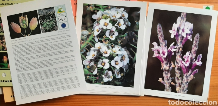 Libros: Láminas de Flora canaria - Foto 2 - 267746524