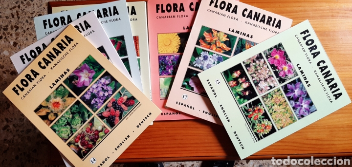 LÁMINAS DE FLORA CANARIA (Libros Nuevos - Ciencias, Manuales y Oficios - Biología)