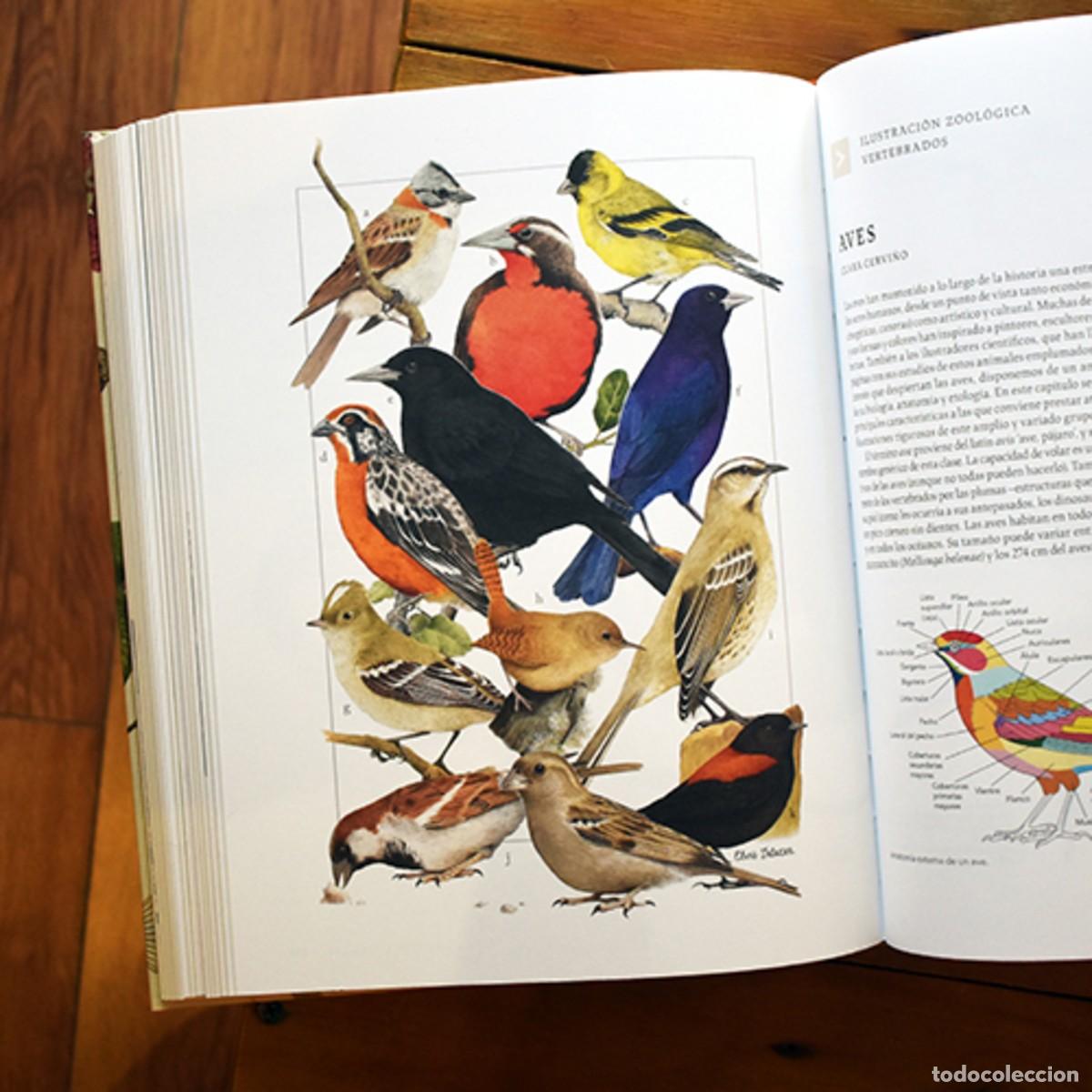 Libros: Manual de ilustraci&oacute;n cient&iacute;fica - Foto 3
