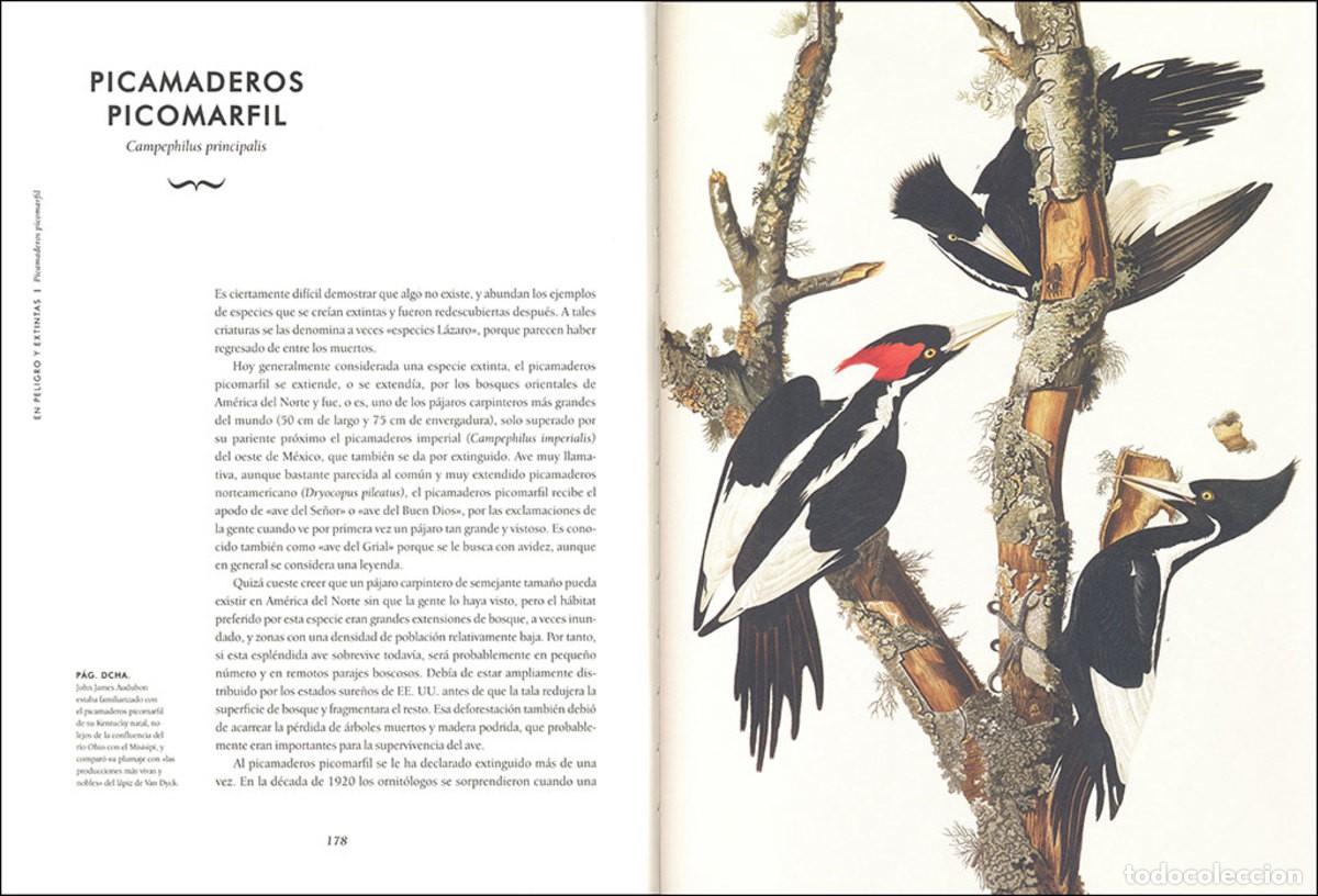 Libros: Aves extraordinarias - Foto 2