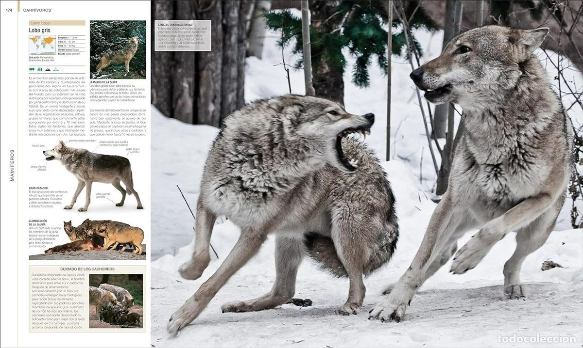 Libros: ANIMALES - Foto 2