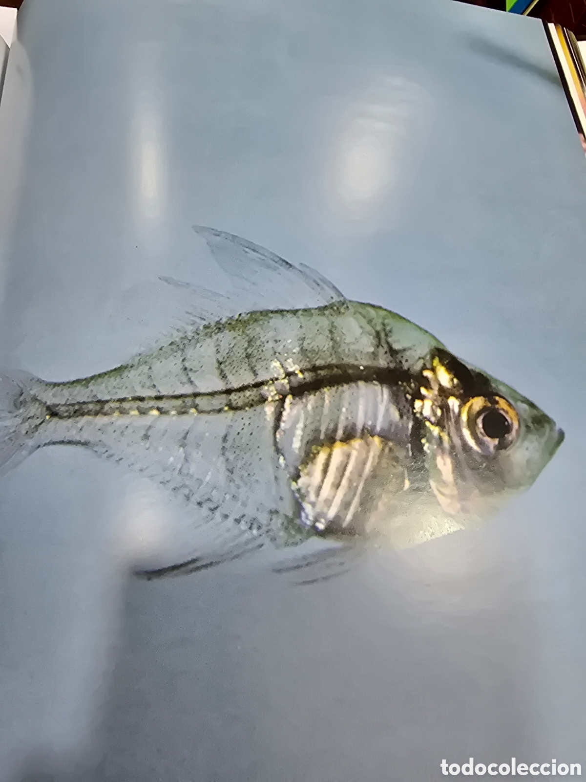 Libros: EL LIBRO DE LOS ANIMALES , NAUTA - Foto 4