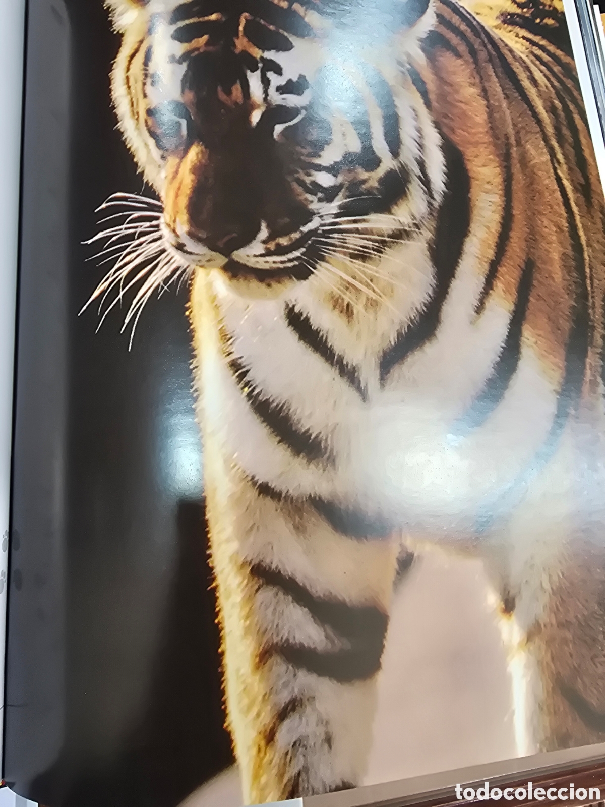 Libros: EL LIBRO DE LOS ANIMALES , NAUTA - Foto 6