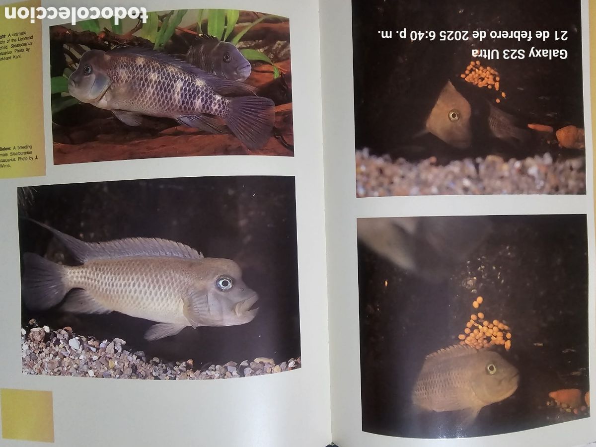 Libros: Breeding Aquarium fish - Foto 4