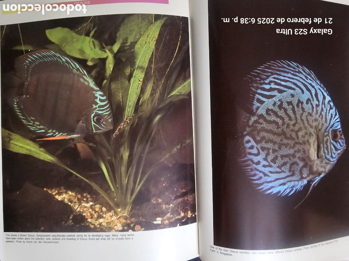 Libros: Breeding Aquarium fish - Foto 5