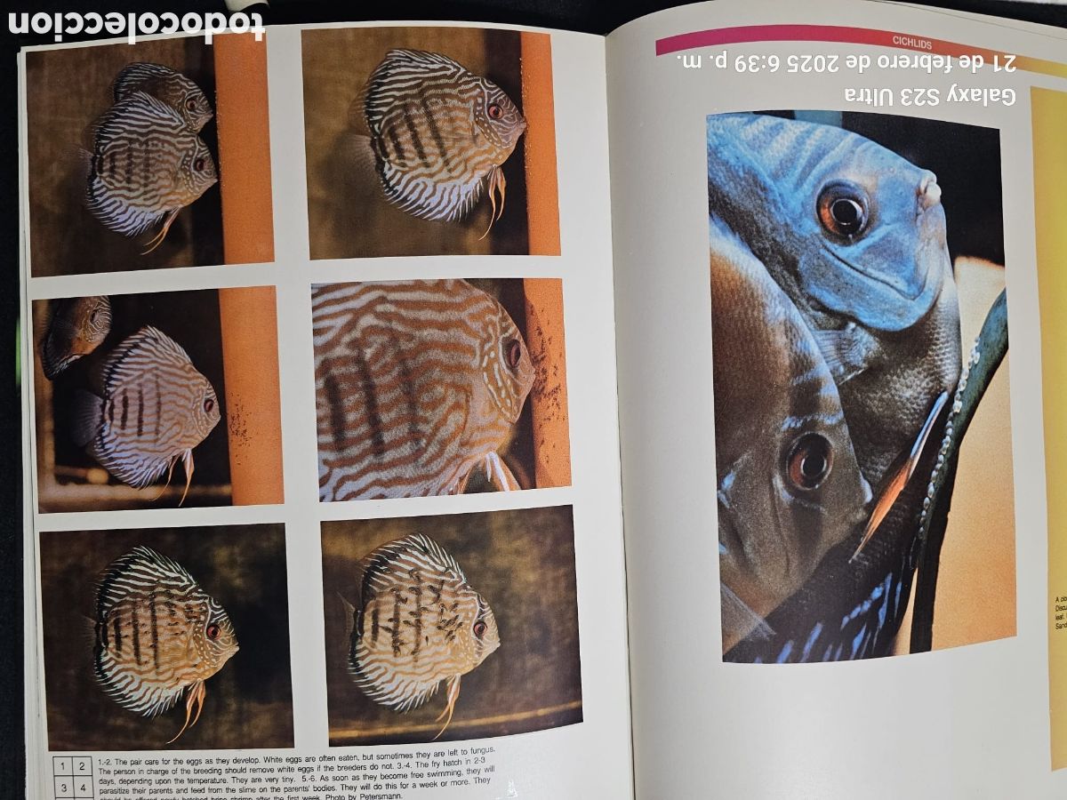 Libros: Breeding Aquarium fish - Foto 6