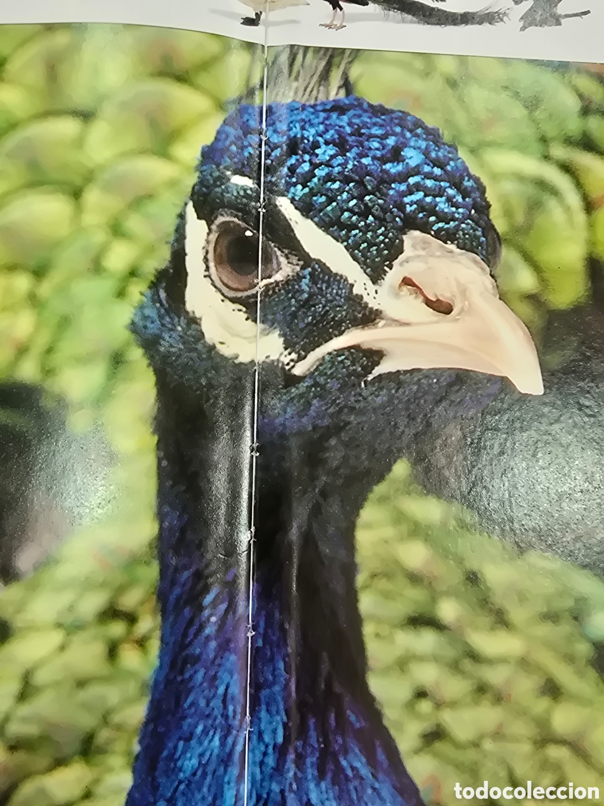 Libros: ASOMBROSAS AVES , BRU&Ntilde;O - Foto 2