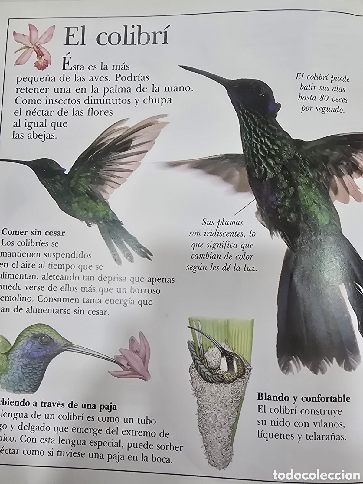 Libros: ASOMBROSAS AVES , BRU&Ntilde;O - Foto 3
