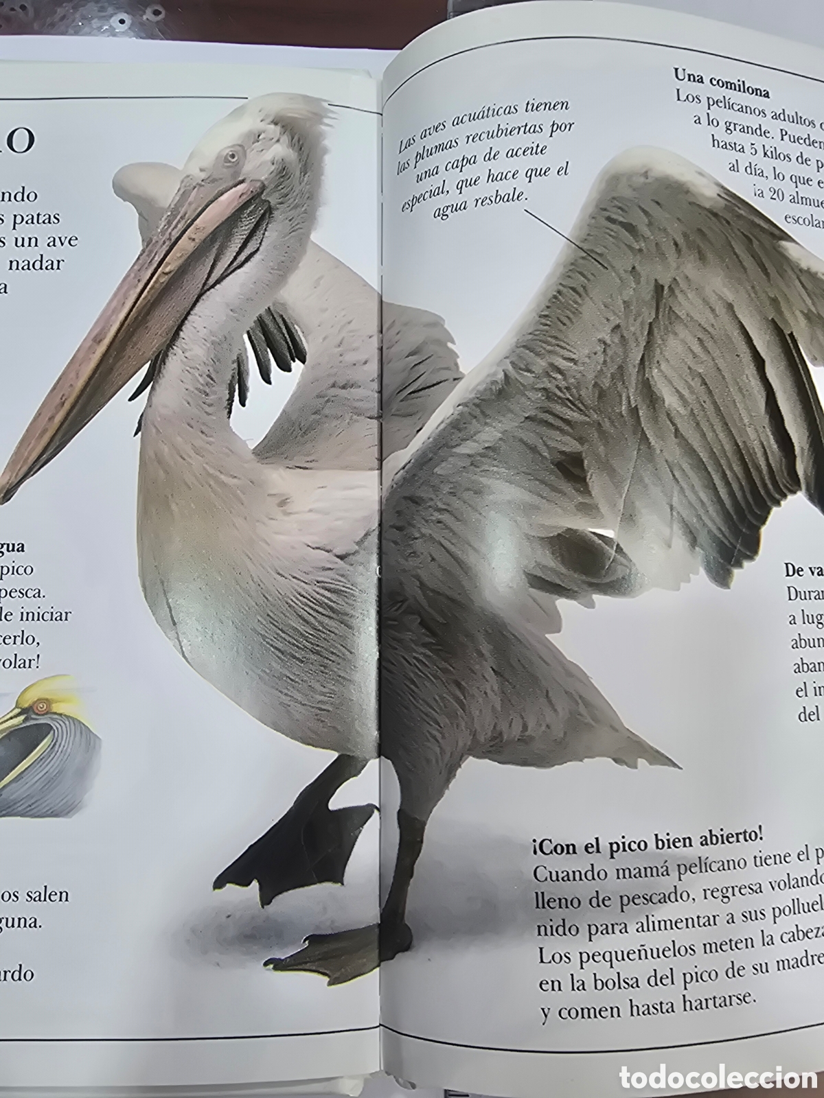 Libros: ASOMBROSAS AVES , BRU&Ntilde;O - Foto 4