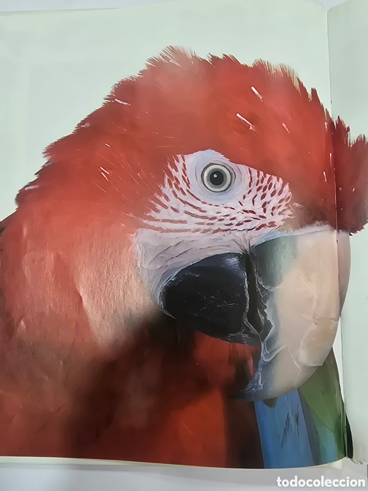 Libros: ASOMBROSAS AVES , BRU&Ntilde;O - Foto 5