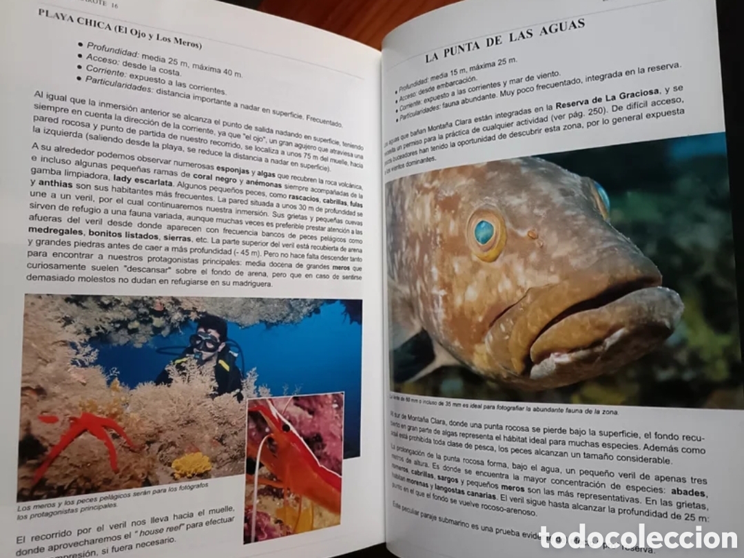 Libros: Bucear en Canarias. Guia submarina - Foto 4