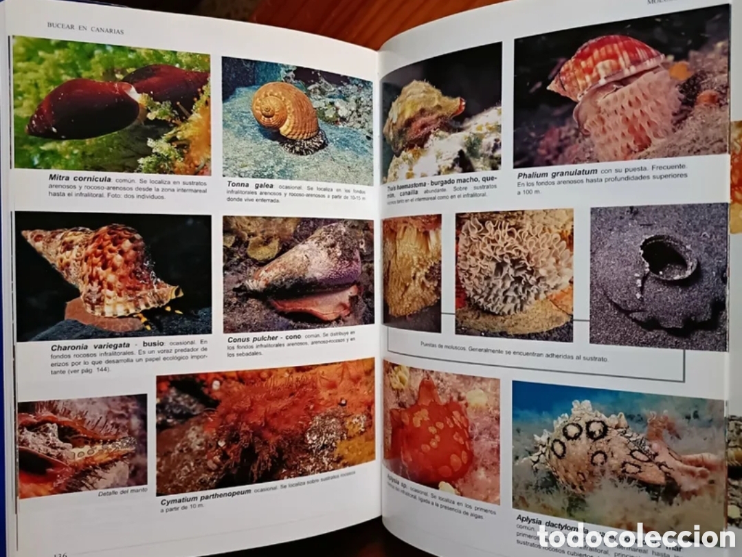 Libros: Bucear en Canarias. Guia submarina - Foto 6