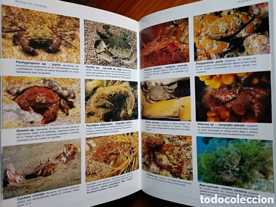 Libros: Bucear en Canarias. Guia submarina - Foto 7