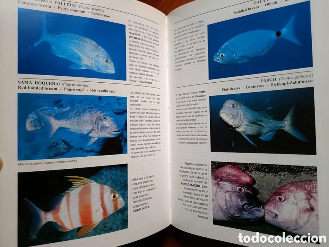 Libros: Bucear en Canarias. Guia submarina - Foto 8
