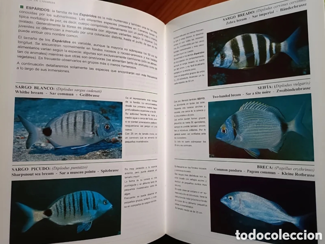 Libros: Bucear en Canarias. Guia submarina - Foto 9