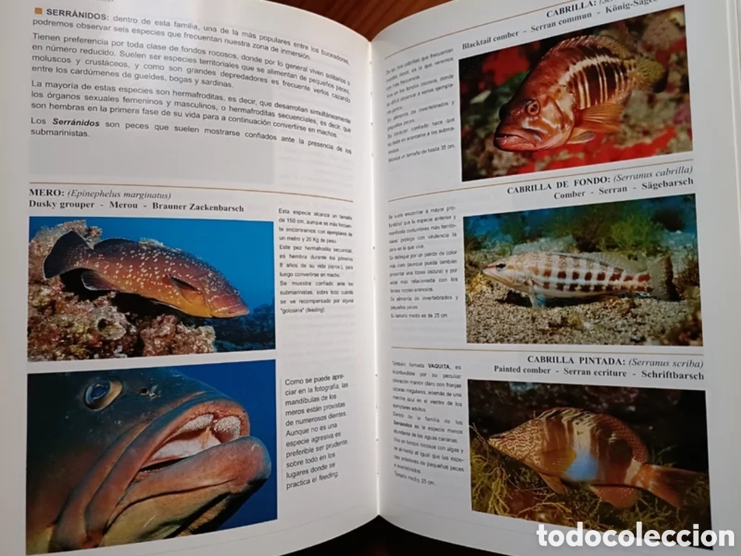 Libros: Bucear en Canarias. Guia submarina - Foto 10