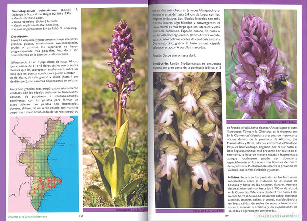 Libros: GU&Iacute;A DE LAS ORQUIDEAS DE LA COMUNITAT VALENCIANA - Foto 2