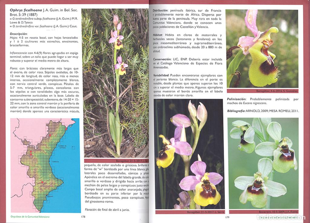 Libros: GU&Iacute;A DE LAS ORQUIDEAS DE LA COMUNITAT VALENCIANA - Foto 3