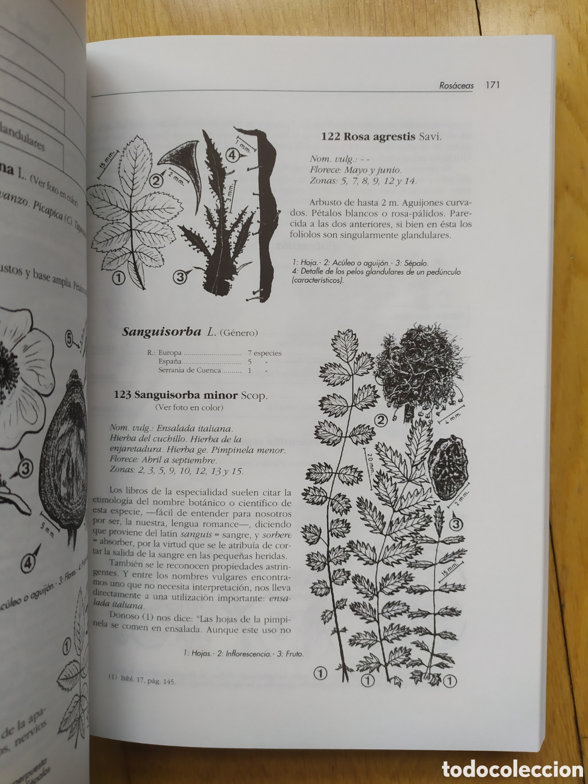 Libros: Cuenca Hoz del J&uacute;car Plantas de la ribera izquierda - Foto 7