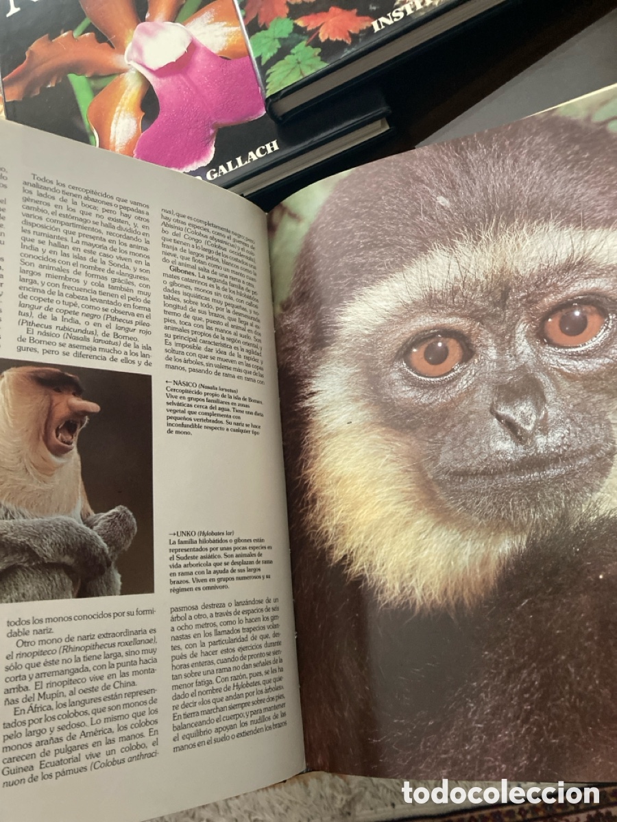 Libros: Historia Natural Instituto Gallach - Foto 4