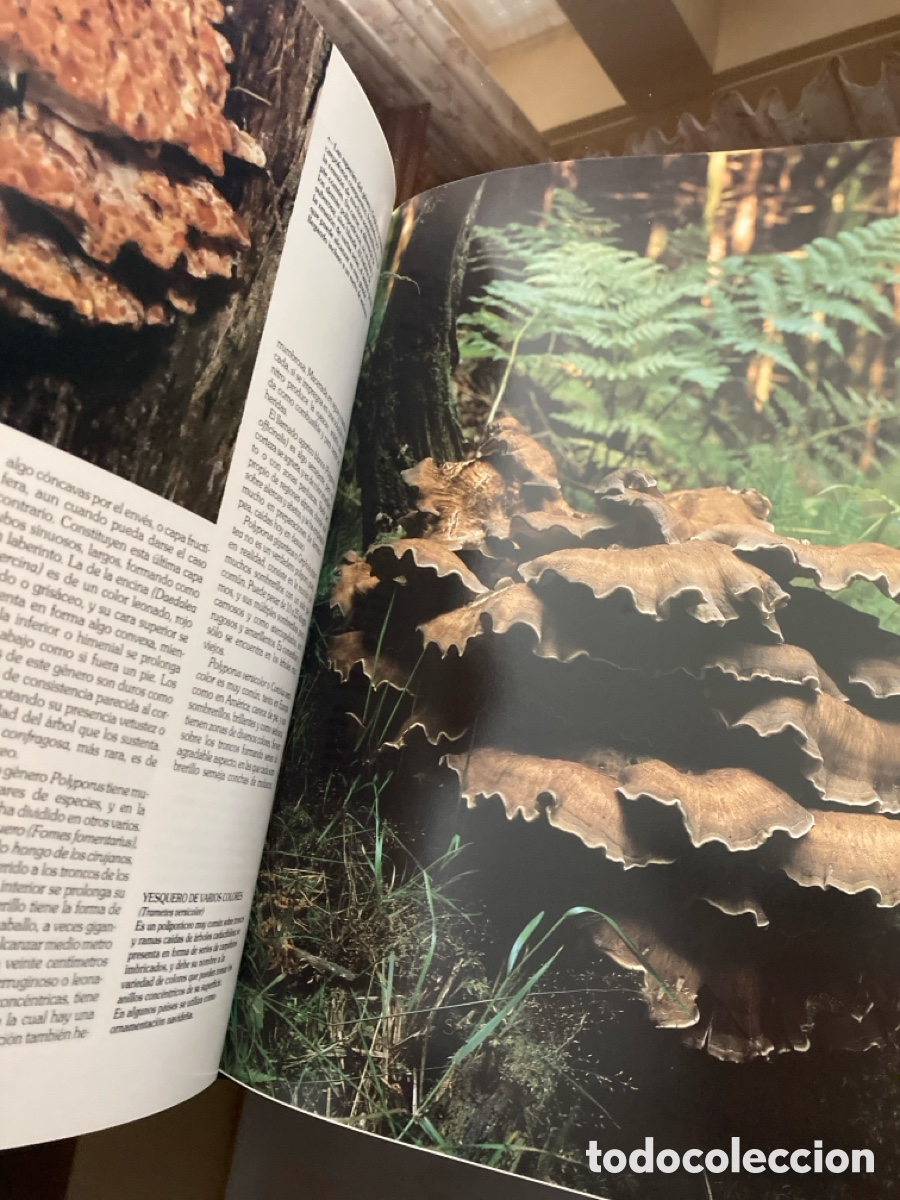 Libros: Historia Natural Instituto Gallach - Foto 6