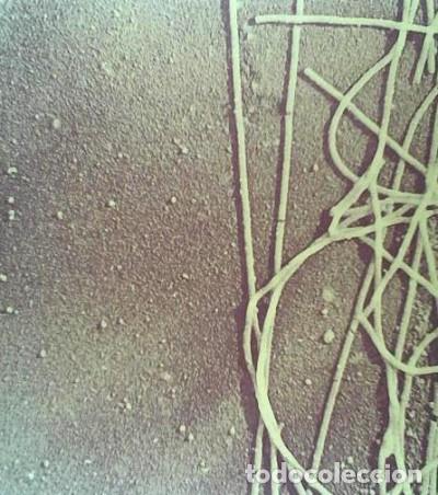 Libros: BIOLOG&Iacute;A DE LA C&Eacute;LULA - Stephen L. Wolfe - Foto 1