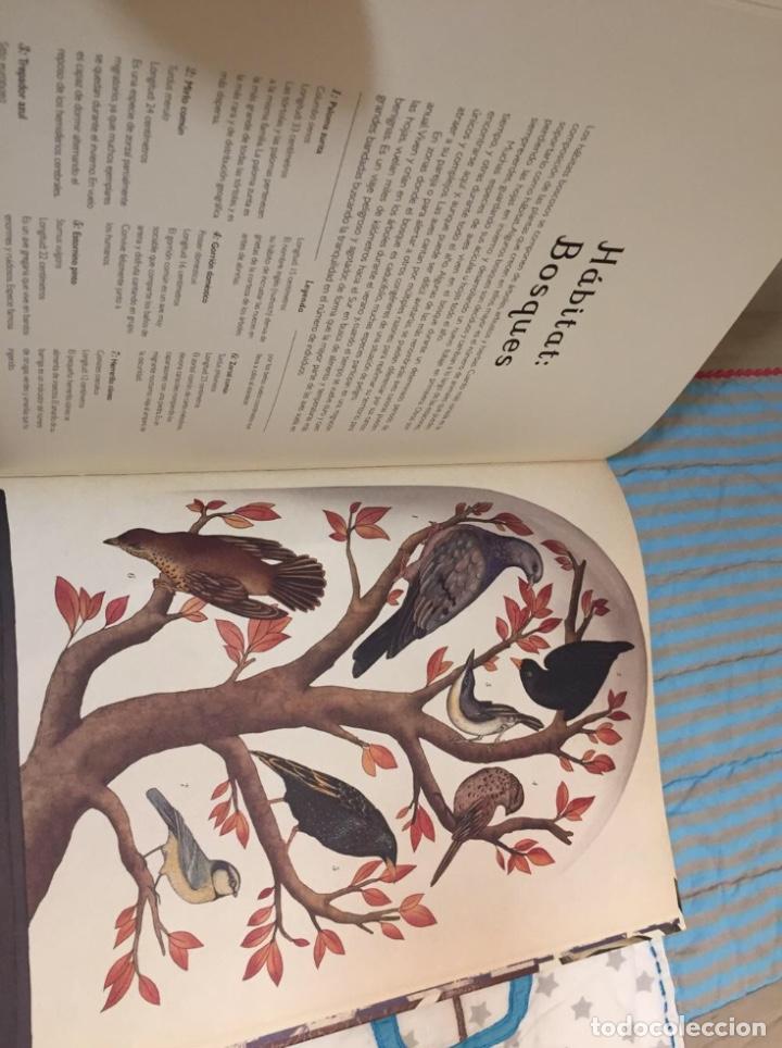 Libros: Libro ilustrado Animalium - Foto 5